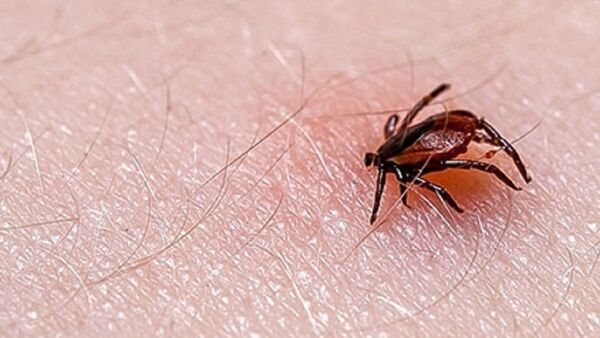 Advierten que las garrapatas también son peligrosas para los humanos
