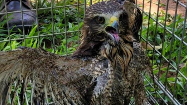 Un águila se dio un baño en una pelopincho en San Antonio