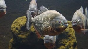 Lo que explica experto sobre las mordidas de pirañas en los ríos - Nacionales - ABC Color