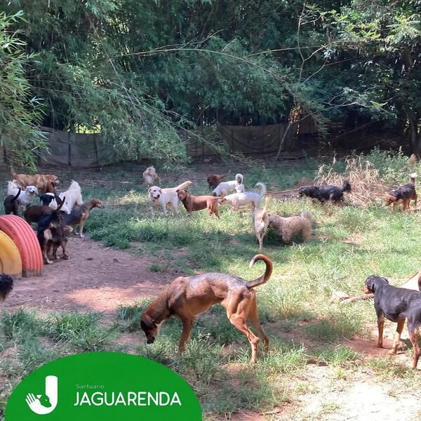 “Jaguarenda” de Areguá, un encuentro con la “manada terapéutica” - Nacionales - ABC Color