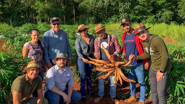 Con tecnología logran 60 mil kilos de mandioca por ha.