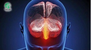 La pornografía atonta el cerebro