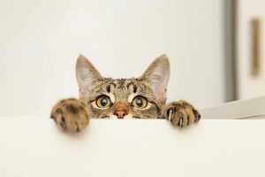 Mascotas: cinco pasos a seguir cuando adoptamos a un gato - Mascotas - ABC Color