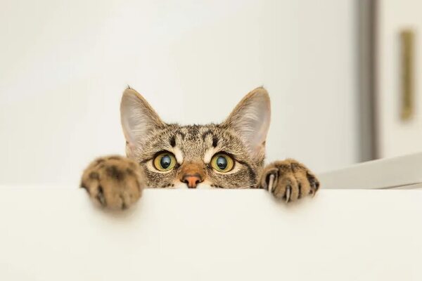 Mascotas: cinco pasos a seguir cuando adoptamos a un gato - Mascotas - ABC Color
