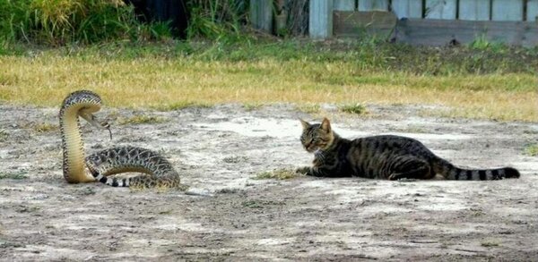 Gato impidió que dos niños sean atacados por una serpiente - Radio Imperio