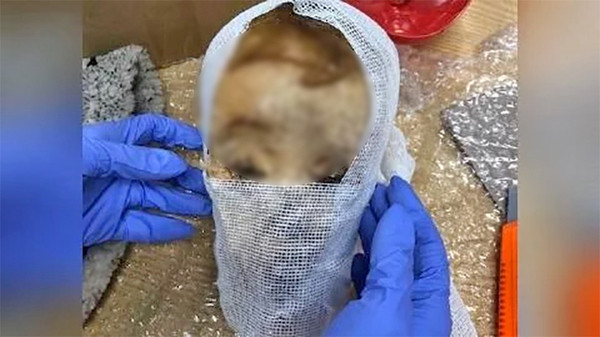 Diario HOY | Descubren una calavera humana en un envío postal de Argentina