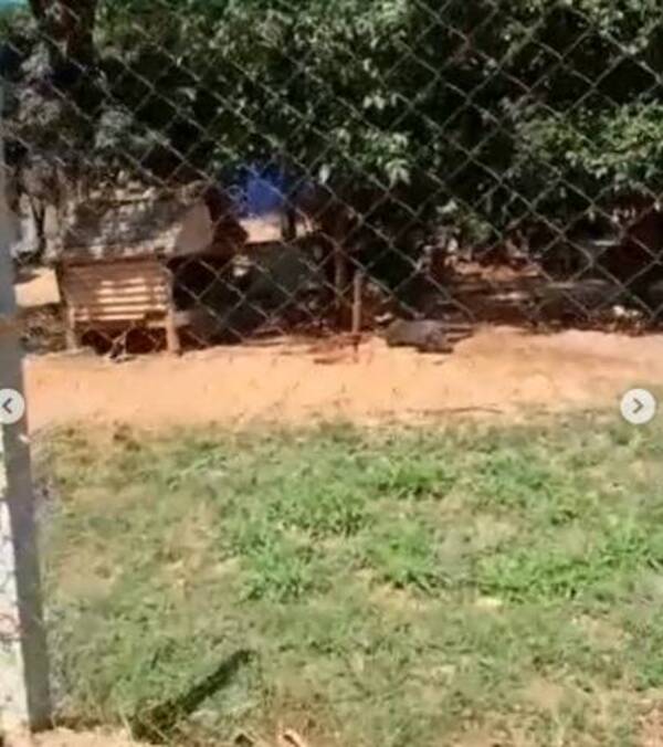 Suman los casos de crueldad animal, un perrito murió ahorcado