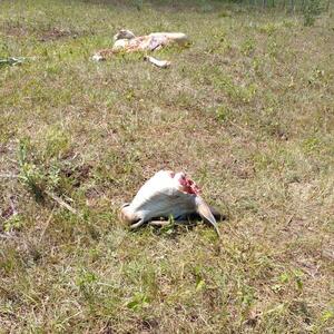 Gran pérdida para propietarios de un piquete tras hecho de abigeato en San Luis del Paraná.