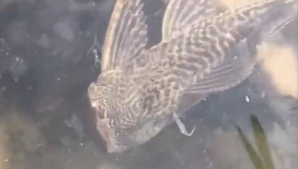 [VIDEO] ¡¿Qué es eso?! El nuevo video que se volvió viral en redes que muestra un “pez sobrenatural”