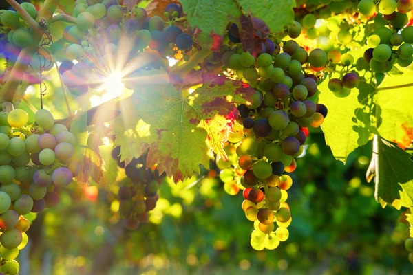 La plaga más grande en el mundo del vino y las uvas viajeras: la llegada de la filoxera a Europa | Columnas | 5Días