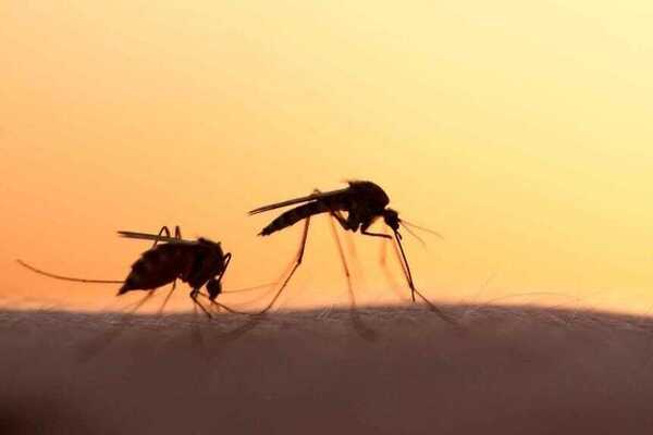 Chikunguña y dengue: diferencias entre los síntomas – Prensa 5