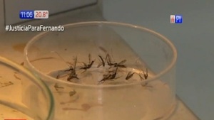 Primera muerte por chikungunya en Paraguay - Paraguaype.com