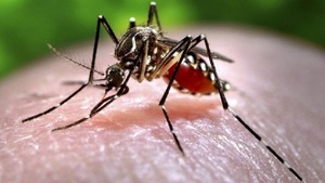 ¡Conocé cuáles son los síntomas del dengue y chikungunya! - trece