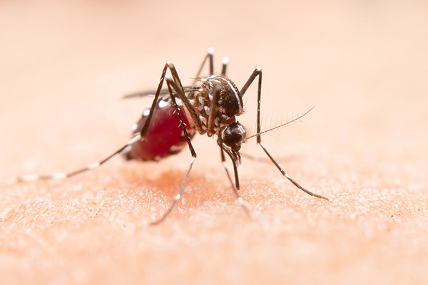 Salud recuerda los síntomas del dengue y chikungunya - Unicanal