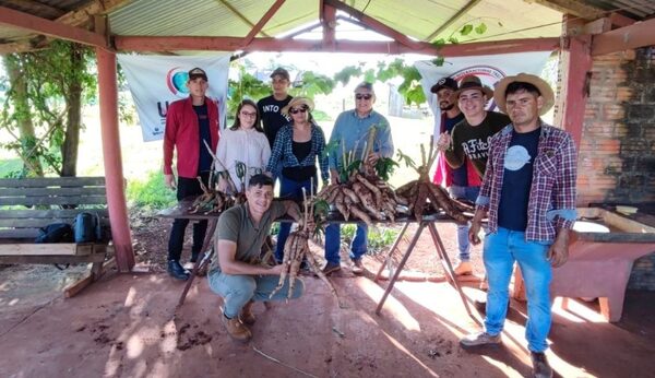 Descubren tratamiento para enfermedad de mandioca y árboles frutales atacados por plagas – Diario TNPRESS