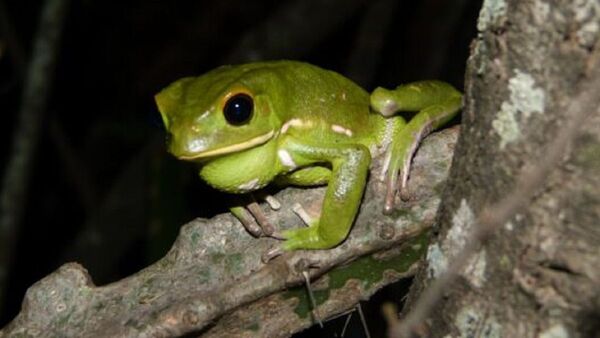 Investigadores estudian los cantos de ranas y sapos del Paraguay