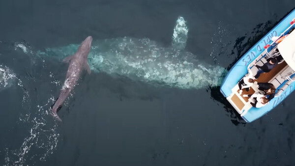 Diario HOY | VIDEO: Captan el nacimiento extremadamente raro de una ballena gris