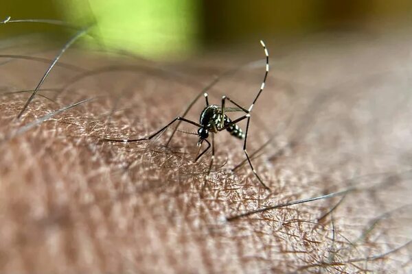Otras técnicas para combatir a los mosquitos, además de la eliminación de criaderos - Nacionales - ABC Color