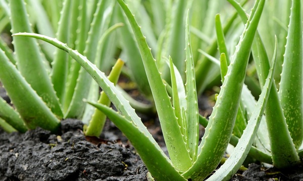 Las púas del aloe vera - Paraguaype.com