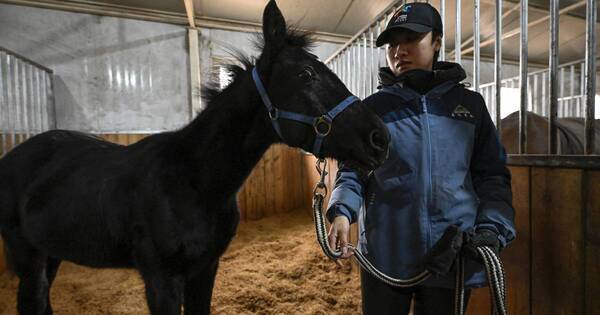 La Nación / China presentó su primer caballo clonado con miras a competencias deportivas