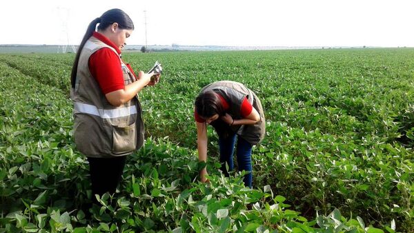Sojeros reciben lluvias con alivio y entusiasmo de cara a próxima zafra