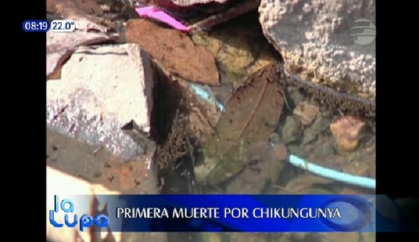 Casi todos los predios de Asunción y Central tienen criaderos de aedes aegypti