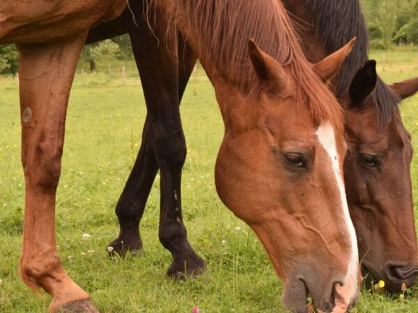 Diario HOY | Brasileño intentó ingresar al país con semen de caballo y quedó demorado en Misiones