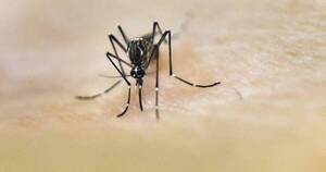 La Nación / Salud Pública confirma primera muerte por chikungunya en Paraguay