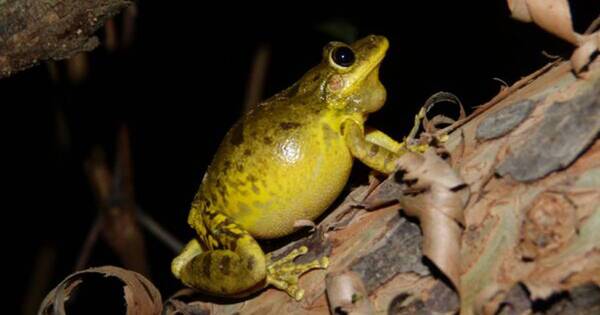 La Nación / Describen cantos de más de 30 especies de anfibios
