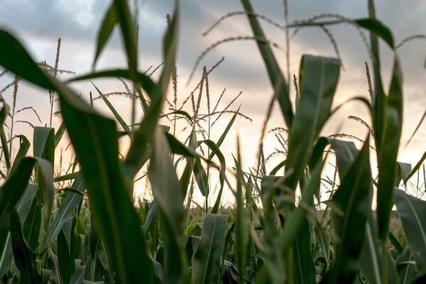 Paraguay documenta caso de enfermedad renal que afecta a agricultores jóvenes - El Independiente