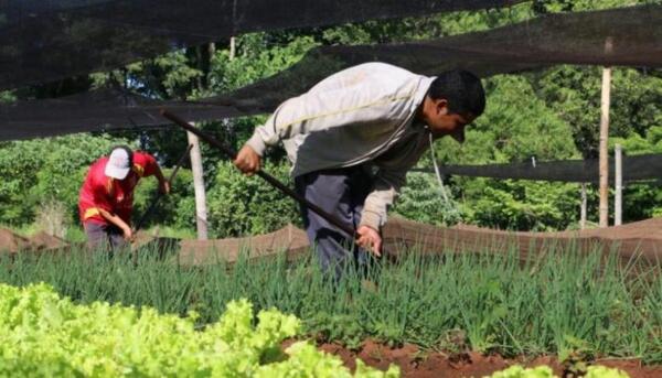 Diario HOY | Paraguay documenta caso de enfermedad renal que afecta a agricultores jóvenes