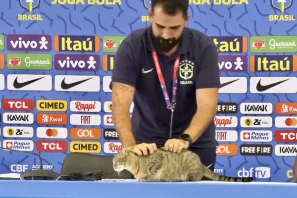 ¿Se acuerdan de la polémica del gato en Qatar? Ahora oñemosema katu la tipo