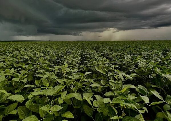 Cosecha de soja: Esperan producción razonable-buena, pero rendimientos serán muy dispares - Nacionales - ABC Color