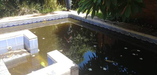 El 90 % de las casas visitadas tiene criaderos del mosquito transmisor de chikungunya, según Senepa - ADN Digital