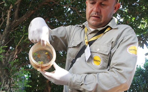 Salud insta a eliminar criaderos para evitar epidemia de chikungunya