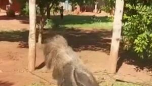 Oso hormiguero aparece en el patio de una casa en Guayaibí