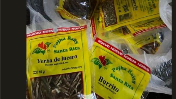 Paraguayos llevan pohã ñana para chulear la peste en Brasil