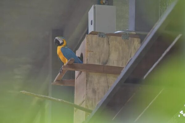 Papagallos de segunda generación nacieron en Centro Ambiental de Itaipu - Mascotas - ABC Color