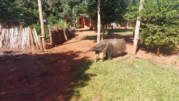 Buscan refugio para un “oso hormiguero” en Guayaybí - Nacionales - ABC Color