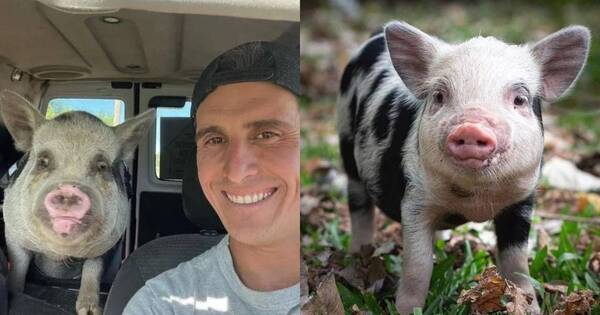 La Nación / Adoptó una minicerdita para mascota, ¡pero se la comió!