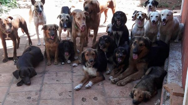 Santuario canino ofrece manada terapéutica con 125 perros en Areguá
