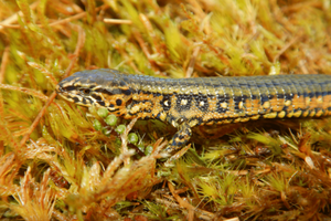 Diario HOY | Hallan nueva especie de lagartija en reserva natural de Perú