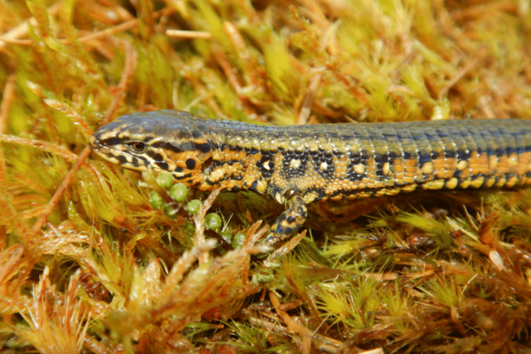 Diario HOY | Hallan nueva especie de lagartija en reserva natural de Perú