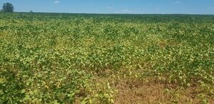 La gran merma de soja esperada en Argentina sostendrá alto el precio del grano, pronostican - Economía - ABC Color