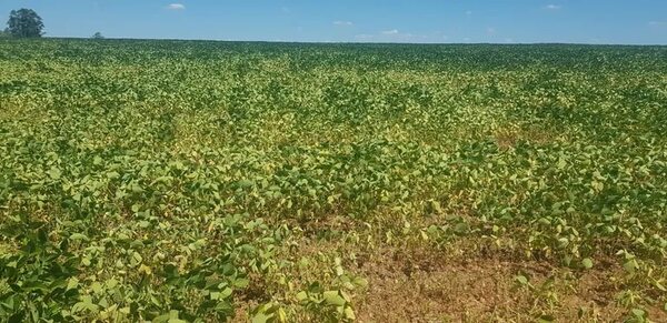 La gran merma de soja esperada en Argentina sostendrá alto el precio del grano, pronostican - Economía - ABC Color