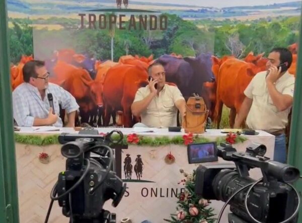 Tropeando subasta hoy martes 1.241 vacunos de invernada por pantalla