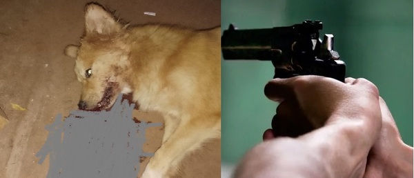 POLICÍA GATILLO FÁCIL!! MATÓ A BALAZOS A UN PERRITO PORQUE LE ROBÓ CARNE DE SU ASADO, NDAJE! - La Voz del Norte