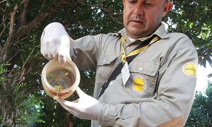 Salud insta a eliminar criaderos para evitar epidemia de chikungunya – Diario TNPRESS