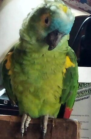 Pako - Encontrá a tu mascota - ABC Color