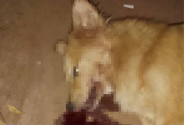 Policía habría matado de un balazo a perro que le "robó un pedazo de carne" en Caaguazú - Megacadena — Últimas Noticias de Paraguay